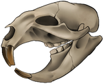 Skull - Small Rodent by momma-kuku