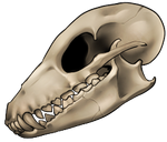 Skull - Fox by momma-kuku
