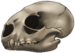 Skull - Otter by momma-kuku