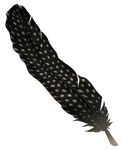 Long feather - Spotted by momma-kuku