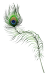 Peacock feather by momma-kuku
