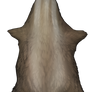 Large Mustelid pelt - Sand