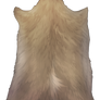 Small Horned pelt - Ochre