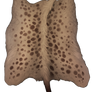 Hyena pelt - Spotted