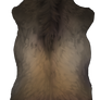 Small Tusked pelt - Dirt