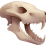 Skull - Hyena