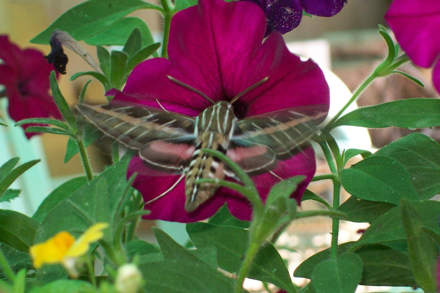 Hummingbird Moth