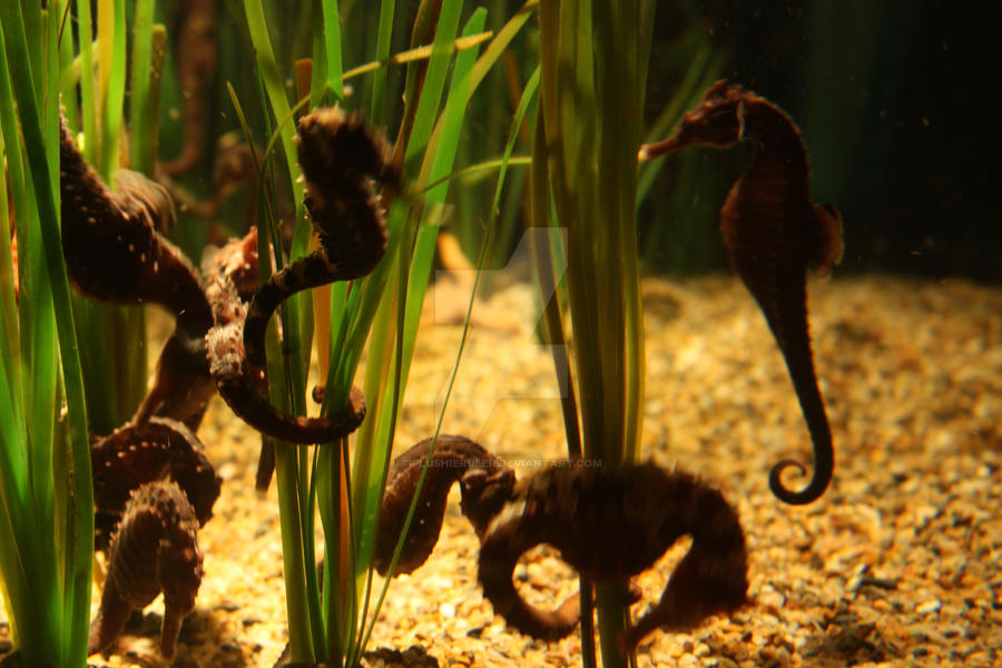 Shhh... There are Seahorses