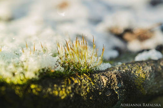 Frosty and Mossy