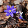 Hepatica nobilis