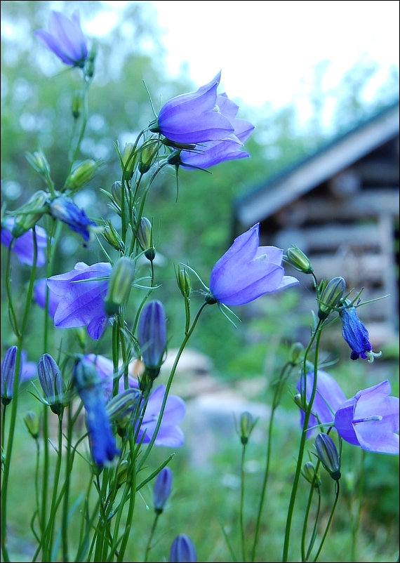 Midsummer bells