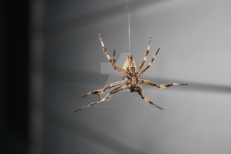 Spider Insect Deviantart spider by jmeisterdutz on DeviantArt