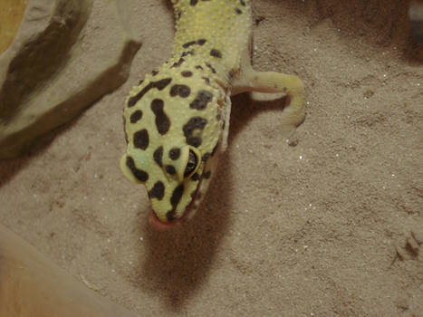 -Leopard Gecko-