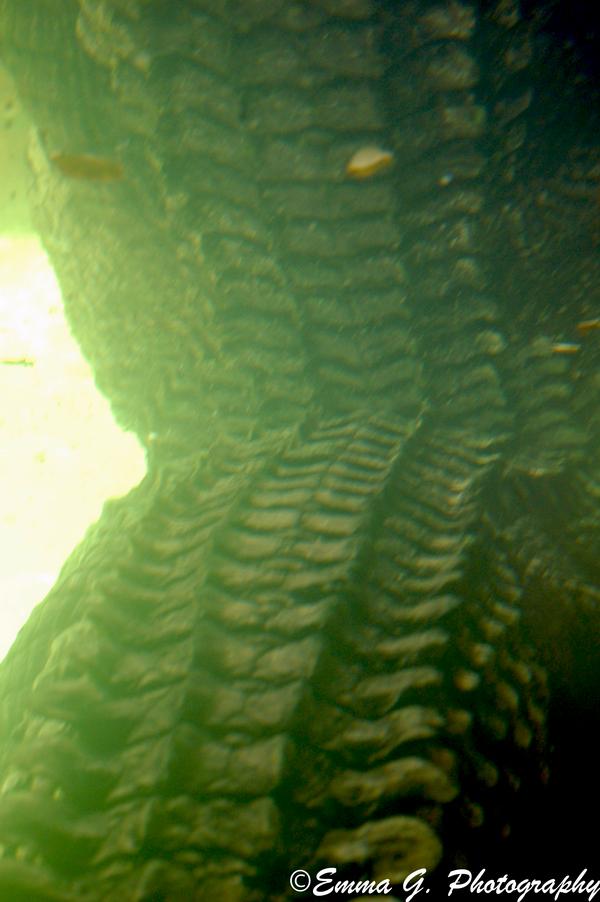 Crocosaurus Reflextion by basiczgrl on DeviantArt