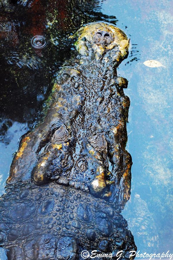 Crocosaurus by basiczgrl on DeviantArt