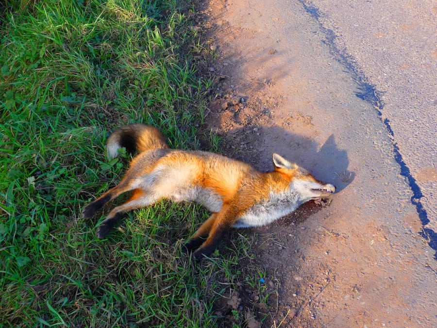 Dead Fox