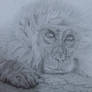 Japanese Macaque Monkey