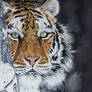 Amur tiger