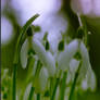 Snowdrops