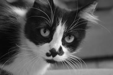 Hitler Kitten 2