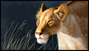 Lioness