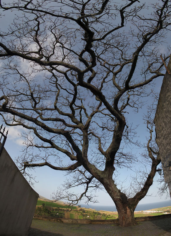 The big big tree and the walls