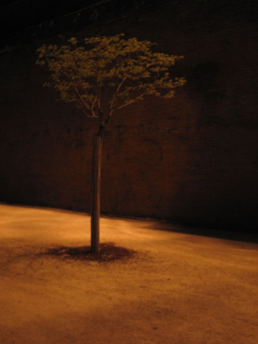 Lone Night Tree