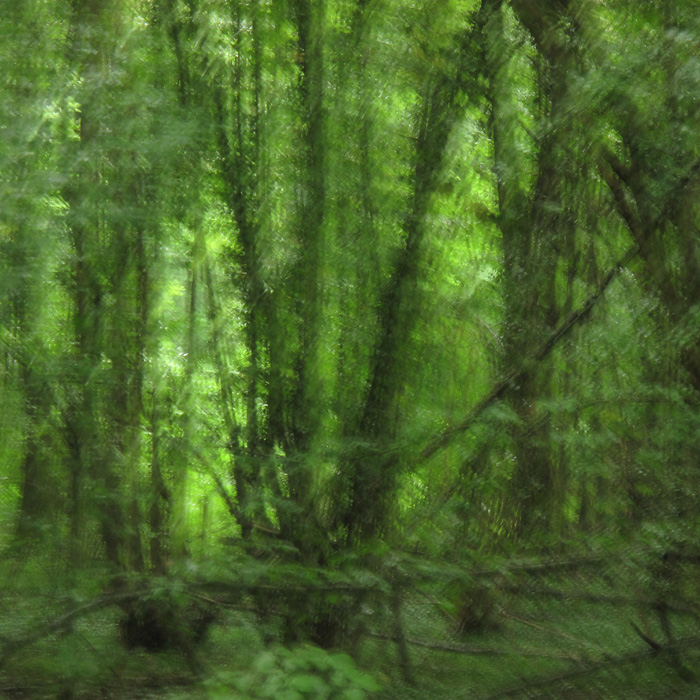 In the green Forest 1