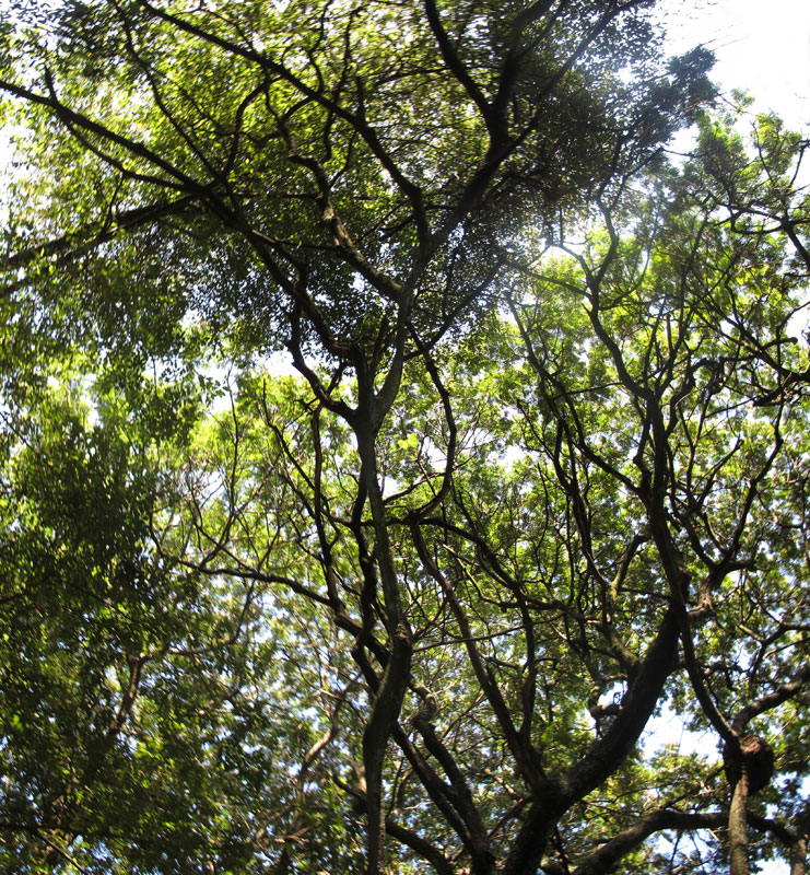 Brasilia Tree 4