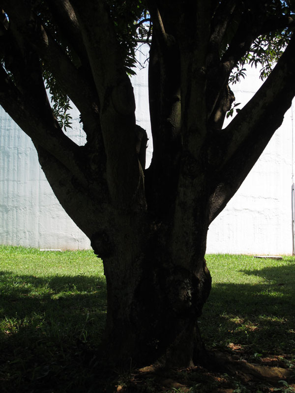 White Green Black Trees 2