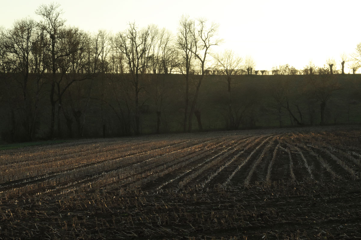 Evening Field