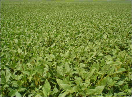 Bean Field