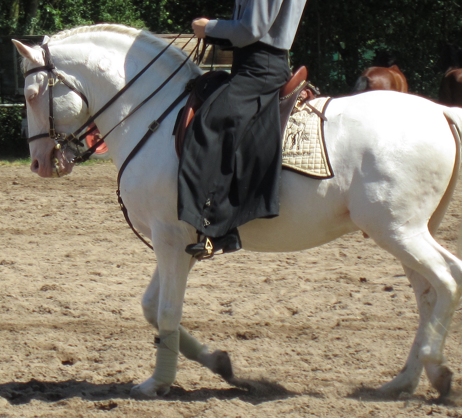 Lusitano Cremello Stock1