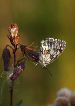 Schachbrettfalter (Melanargia galathea)