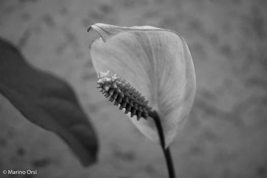 Peace lily (IR)
