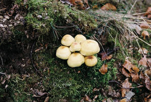 Shrooms