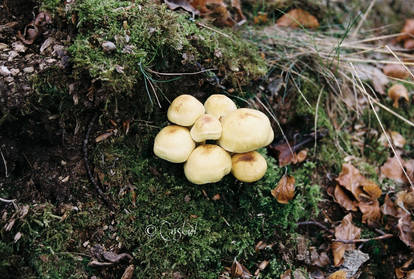 Shrooms