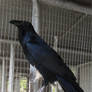 Raven Stock