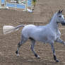 Grey Horse Cantering 3