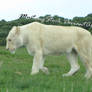 White Lioness Stock