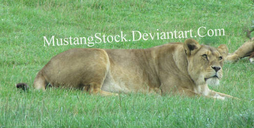 Lioness Stock