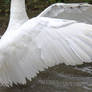Swan Wings Stock