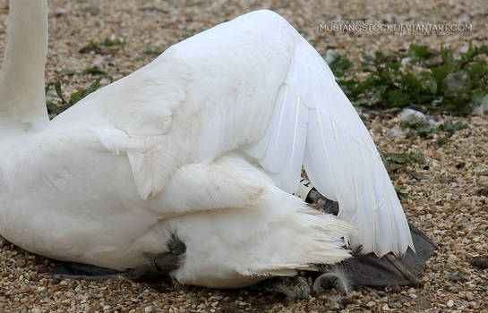 Swan Wings 2