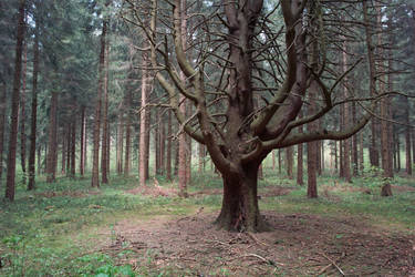 Branching tree