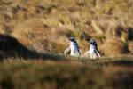 Zwei Pinguine by RitterRunkel