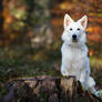 White Shepherd in autumn