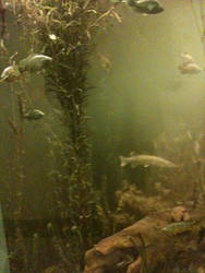 Fish Habitat