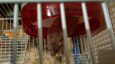 Bibble my new hamster