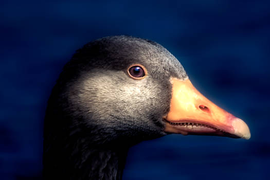 Greylag Goose with Teeth