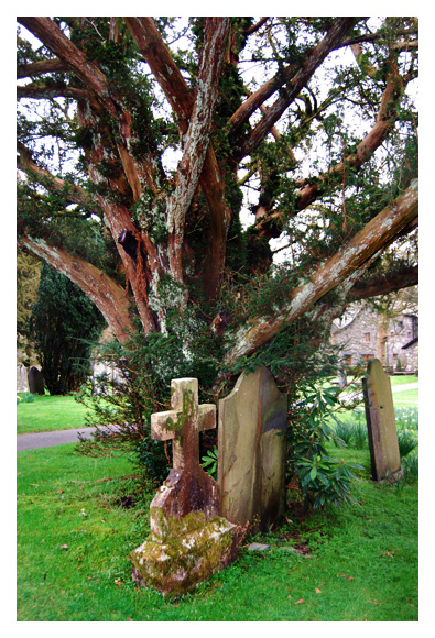 Graveyard Yew II